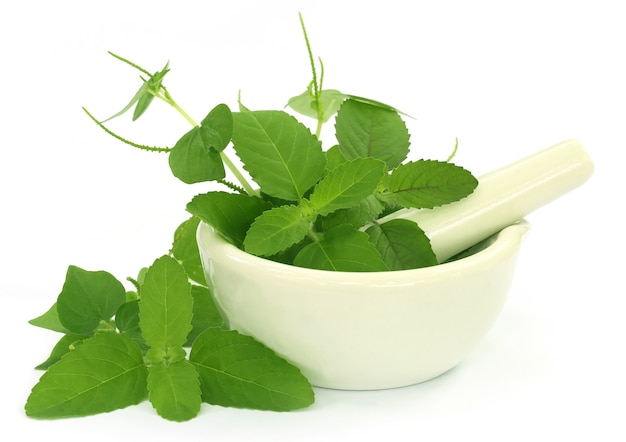 Medicinal herbs with mortar and pestle over white background