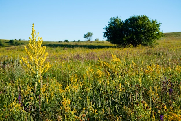 Medicinal herbs with yellow flowers Hypericum herb or shrub with characteristic yellow fivepetal flowers and paired oval leaves used in medicinal preparations for the treatment of various disorders