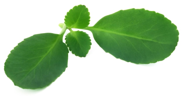 Medicinal Kalanchoe leaves over white background