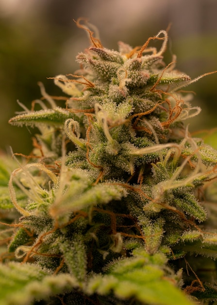 medicinal marijuana cbd thc Concepts of legalizing herbs weed Macro shot with sugar trichomes
