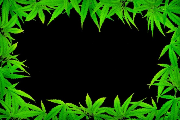 黒い背景の薬用大麻の葉のフレーム