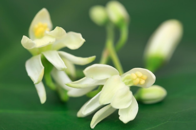 緑の自然の薬用モリンガの花