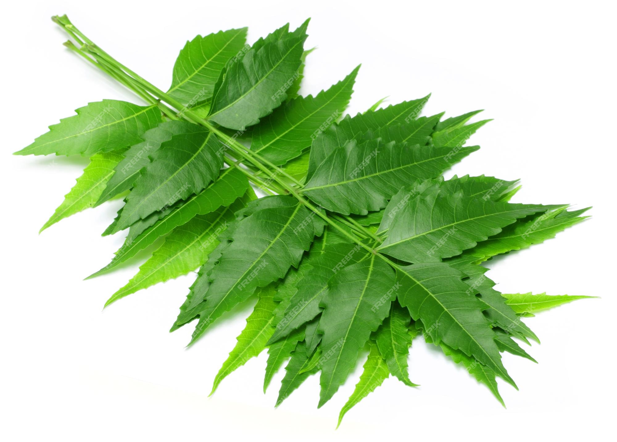 Premium Photo | Medicinal neem leaf over white background