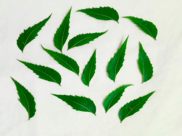 Medicinal neem leaf over white background