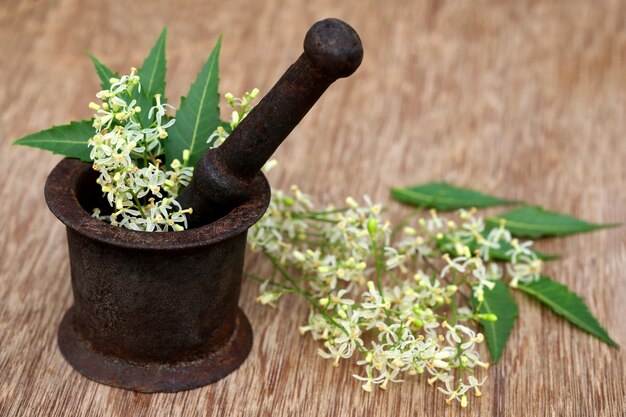 Foglie e fiori di neem medicinali su un mortaio vintage