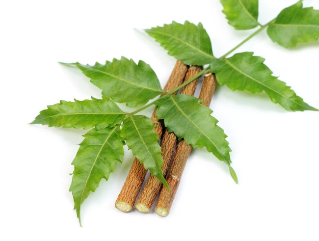 Medicinal neem leaves over white background