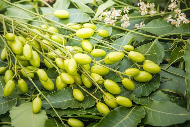 Foglie di neem medicinali con frutti