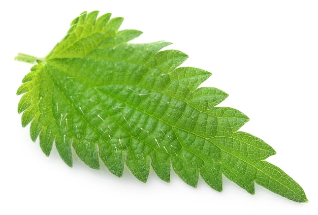 Medicinal nettle leaves over white background