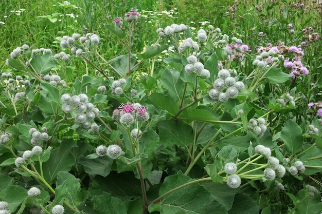 Foto bardana di piante medicinali. bardana in fiore grande