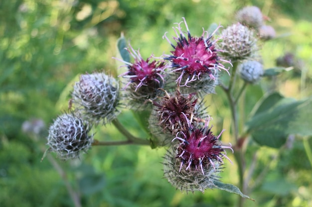 Medicinal plant burdock . Blooming burdock big