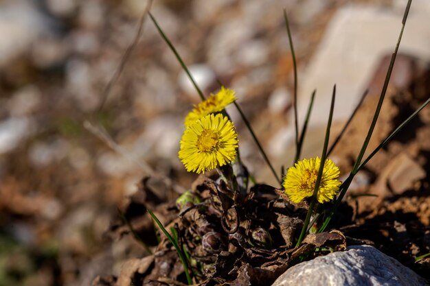 黄色の花を持つ薬用植物コルツフット Tussilago は、クローズ アップを成長します。