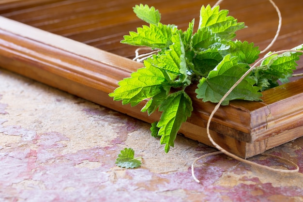 Medicinal plant fresh leaves of nettles