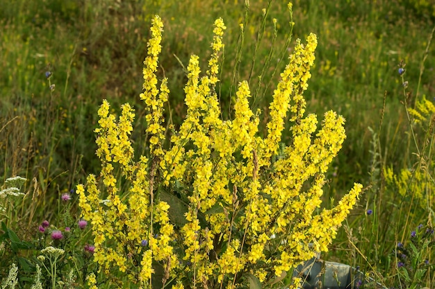 Medicinal plant Mullein in a natural environment of growth