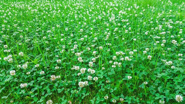 Foto pianta medicinale campo di trifoglio bianco