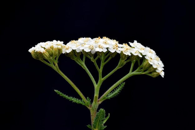 Лекарственное растение тысячелистник Achillea millefolium на черном фоне