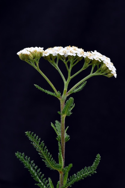검은 배경에 약용 식물 야로우 Achillea millefolium