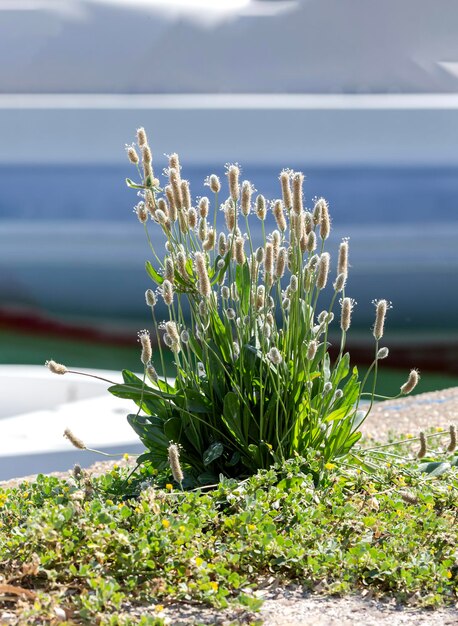 Фото Лекарственный банан plantago lanceolata растет рядом с дорогой