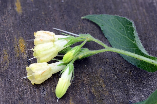 Medicinal plants: flowers of tuberous comfrey (Symphytum tuberosum) on a wood