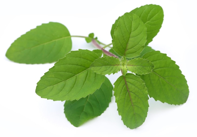 Medicinal red tulsi leaves over white background