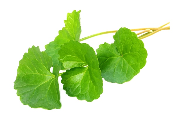 Medicinal thankuni leaves over white background