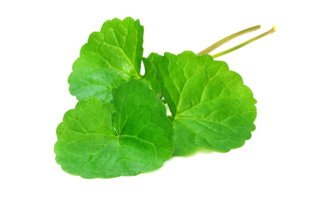 Medicinal Thankuni leaves on white background