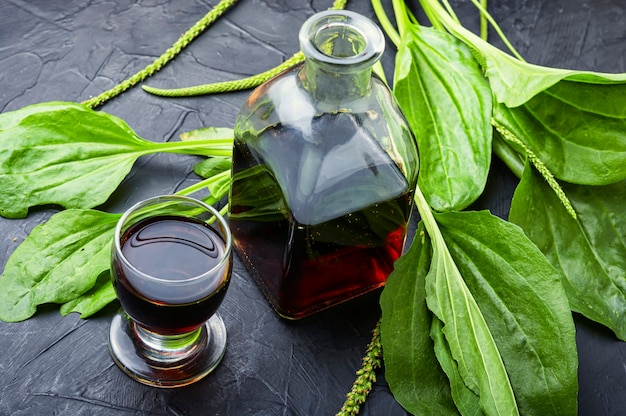 Medicinal tincture,tea,and plantain extracts.Medical herbs in herbal medicine.Fresh plantain leaves