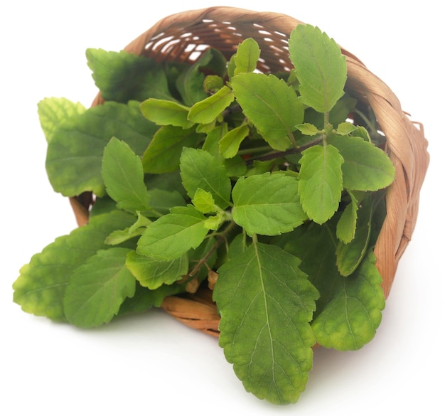 Medicinal tulsi leaves