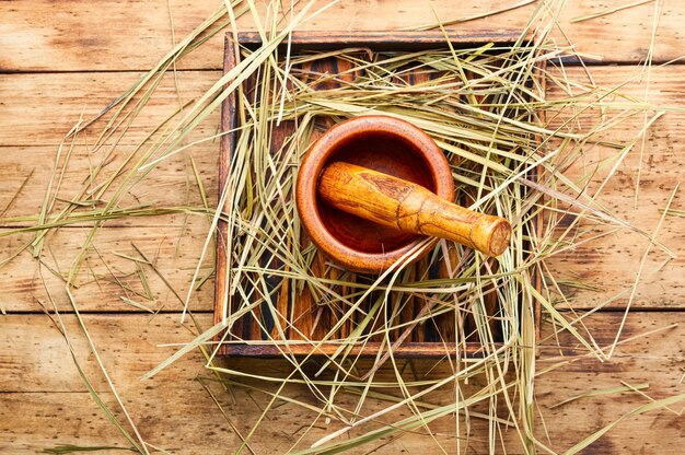 Medicinal use of the herb sweet grass.Herbal medicine,homeopathy