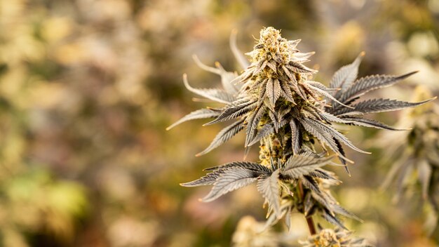 Medicinale marihuana CBD groeien Close-up Rijpe cannabisplanten groeien in kas klaar om te oogsten