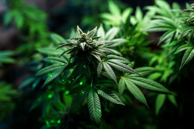 Medicinale marihuana plant dichtbij knop bloeit met overvloedige trichomen