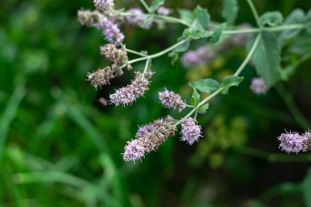 Medicinale muntbloemen. Natuurlijke achtergrond. Selectieve aandacht. Horizontale foto.