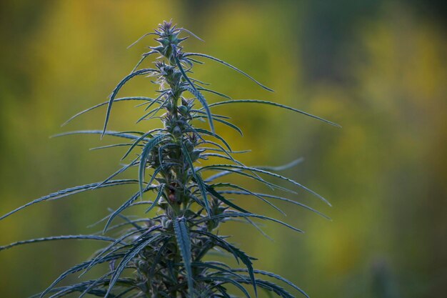 Medicinale of wilde cannabis- en marihuanaplant