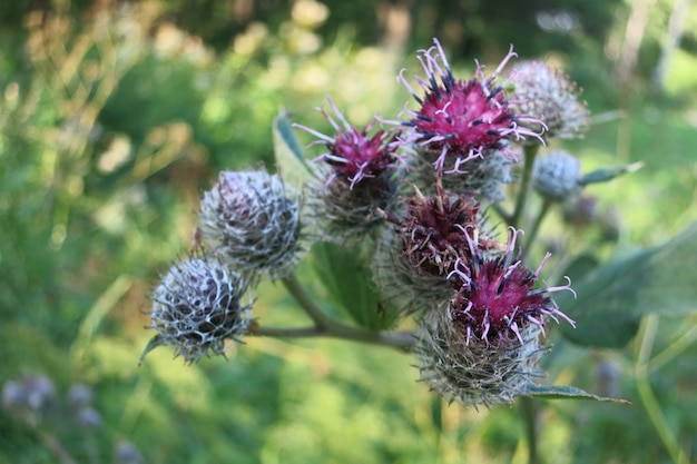 Medicinale plant klis. Bloeiende klis groot