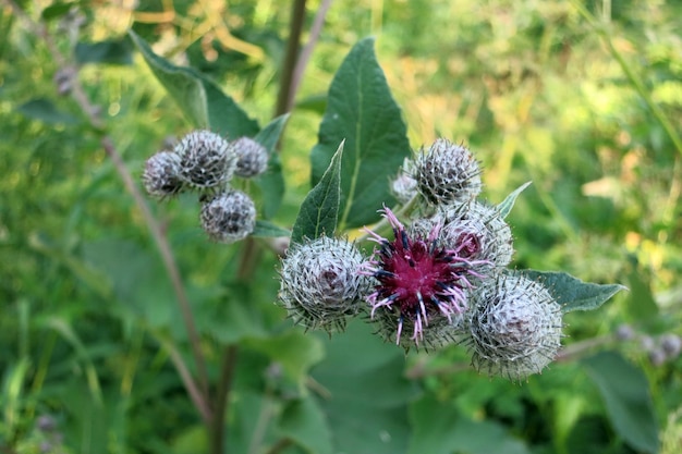 Medicinale plant klis. Bloeiende klis groot