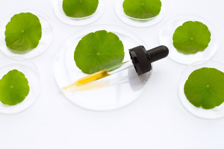 Photo medicine dropper with fresh green centella asiatica leaves in petri dishes on white background.