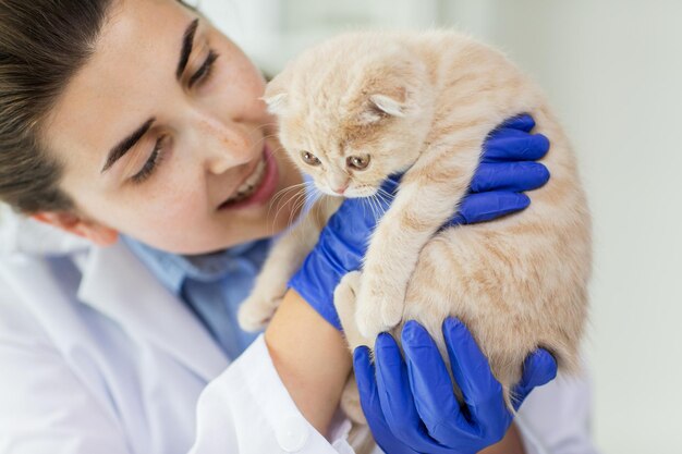 medicine, pet, animals, health care and people concept - close up of veterinarian doctor scottish fold kitten at vet clinic