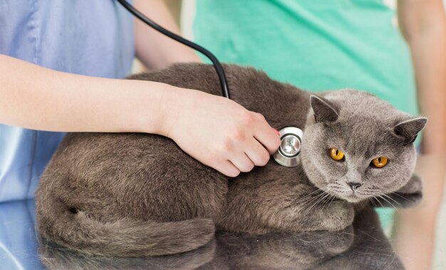 医学、ペット、動物、ヘルスケア、人々のコンセプト – 獣医師の接写で、聴診器を使って獣医クリニックでイギリスの猫をチェック