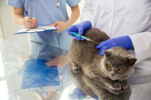 medicine, pet, animals, health care and people concept - close up of veterinarian doctor with syringe making vaccine injection to british cat and assistant with clipboard at vet clinic