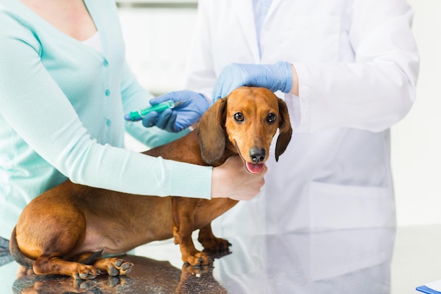 медицина, домашнее животное, животные, здравоохранение и концепция людей - крупный план ветеринарного врача со шприцем, делающего инъекцию вакцины собаке-таксе в ветеринарной клинике
