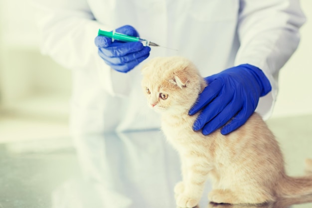 의학, 애완 동물, 동물, 건강 관리 및 사람 개념 - 수의사 진료소에서 스코티시 폴드 새끼 고양이에게 백신 주사를 만드는 주사기로 수의사 의사 근접