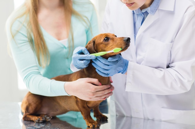 medicine, pet, animals, health care and people concept - close up of woman with dachshund and veterinarian doctor brushing dog teeth with toothbrush at vet clinic