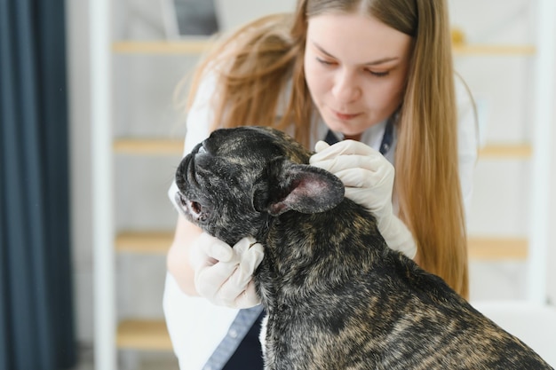 Medicine pet care and people concept close up of french bulldog dog and veterinarian doctor hand at vet clinic