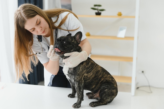 Medicine pet care and people concept close up of french bulldog dog and veterinarian doctor hand at vet clinic