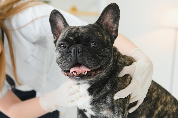 수의사 클리닉에서 프렌치 불독 개와 수의사 의사의 손을 클로즈업하는 약용 애완동물 관리와 사람들의 개념
