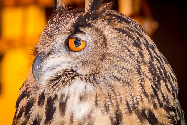 Foto fiera medievale cattura il maestoso gufo dell'aquila tra gli uccelli rapaci in un evento di campione