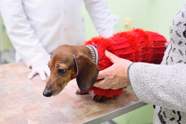 Medisch onderzoek van hondenteckels in een dierenkliniek
