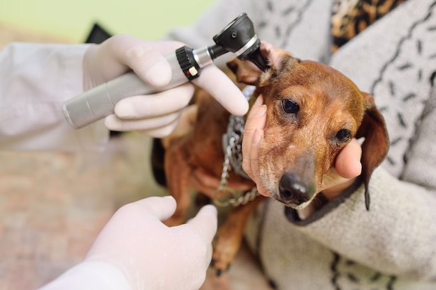 Medisch onderzoek van hondentekels in een veterinaire kliniek