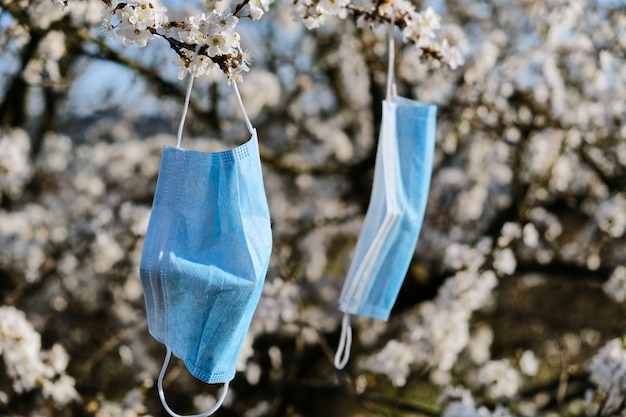 Medische maskers hangen aan een bloeiende kersenboom. quarantaine en astma-concept