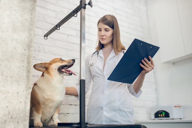 Medische zorg. Leuke hond die door de dierenarts in een kliniek wordt onderzocht