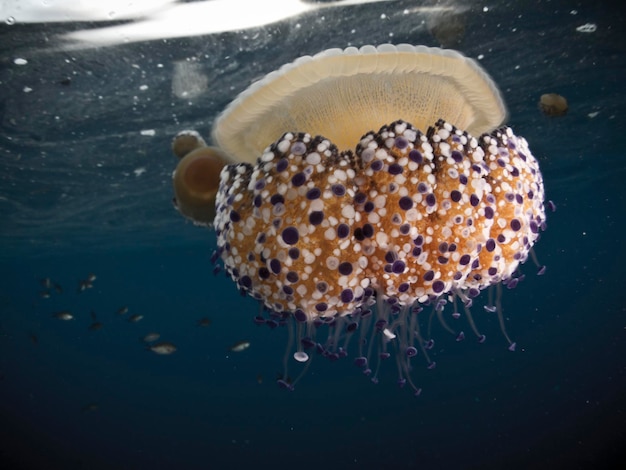 Foto mediterraan gebakken ei kwallen cotylorhiza tuberculata